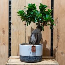 vente de bonsai d interieur