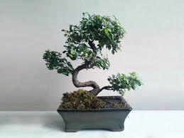 conseil entretien bonsai