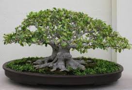 soin bonsai