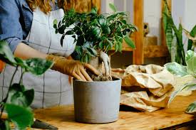 soin bonsai ficus ginseng