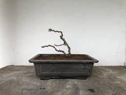 tamaris bonsai