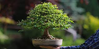 traitement bonsai