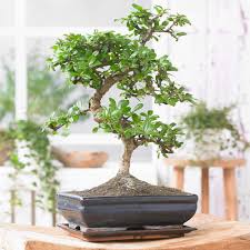 type de bonsai d intérieur