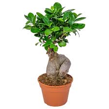 un bonsaï ficus