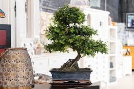 variete bonsai interieur