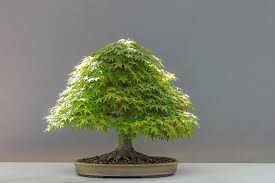 vrai bonsai japonais