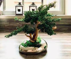 vrai bonsai prix