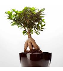 ficus bonsai prix