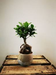 ficus ginseng en exterieur