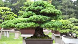 gros bonsai