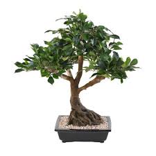 le bonsaï ficus