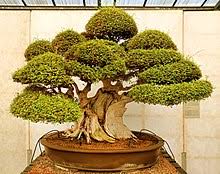 le plus beau bonsai