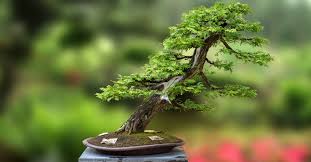 bonsai les plus chers