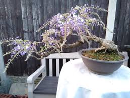 bonsai magnifique