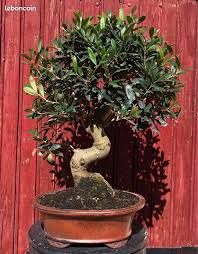 bonsai mediterraneen