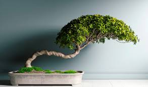 bonsai naturel