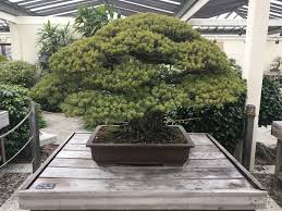 bonsai vieux