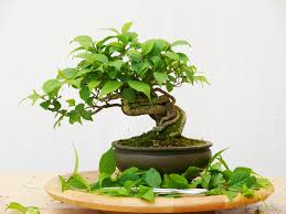 bonsai volant