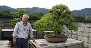 bonsai vrai