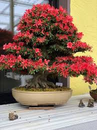 bonsai flamboyant rouge