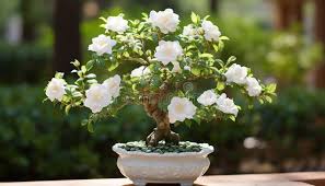 bonsai fleur blanche