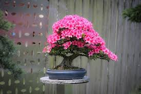 bonsai fleur rose