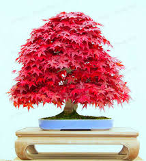 bonsai fleur rouge