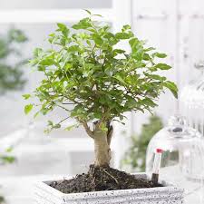 bonsai fleuri