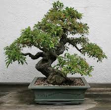 bonsai framboisier