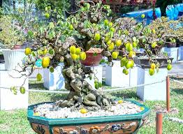 bonsai fruitier