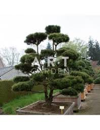 bonsai geant extérieur prix