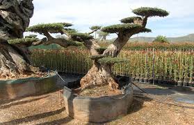 bonsai geant prix