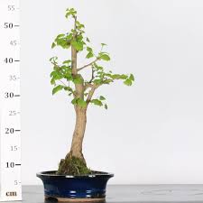 bonsai ginkgo d intérieur