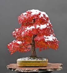 bonsai hiver