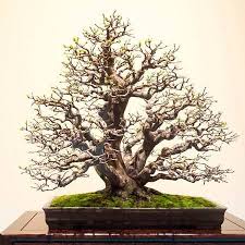 bonsai multitronc