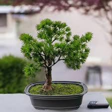 bonsai plastique