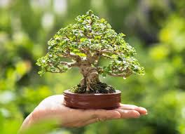 bonsai pleine terre