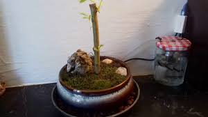 bonsai pleureur