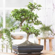 bonsai solde