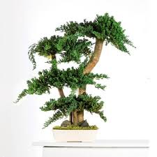 bonsai stabilisé