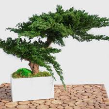 bonsai stabilisé prix