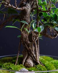 bonsai symbolique