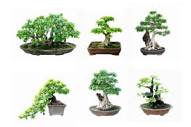 les différents bonsai