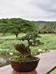 bonsai caduc