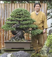 bonsai centenaire