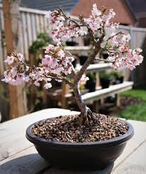 bonsai cerise