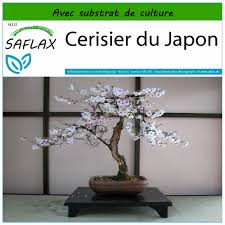 bonsai cerisier du japon prix