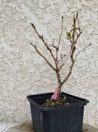 bonsai cerisier sakura