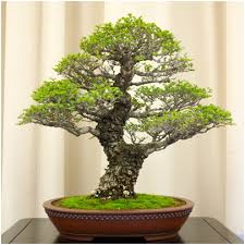 bonsai chinois