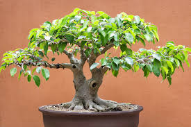 bonsai pour les nuls